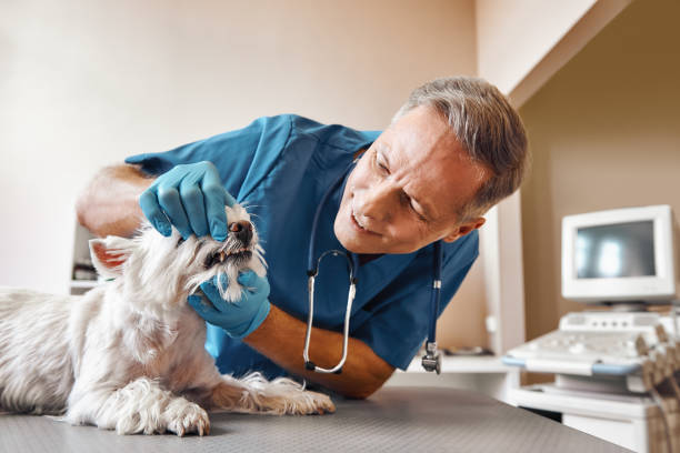 , LA Emergency Dental Service Company